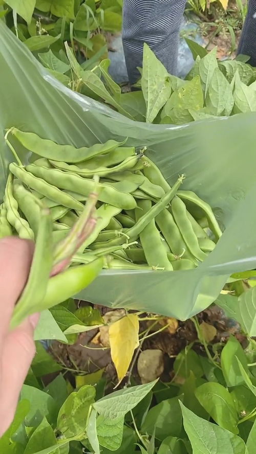 又到了摘豆角的季节,摘豆角起床越早价格就越好 