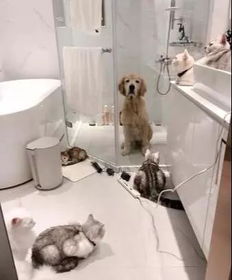 金毛兄弟被主人抓去洗澡,六只猫咪闯入浴室,看看狗子是否还安全