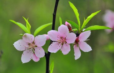 八字桃花信息与人际关系算命 