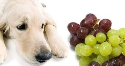 狗狗为什么不能吃葡萄