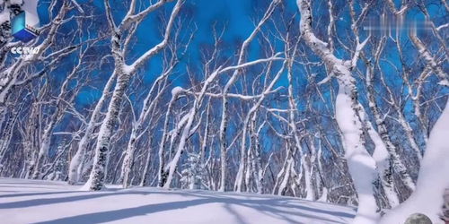 苍穹之下 白雪皑皑 长白山名副其实的 冰雪王国