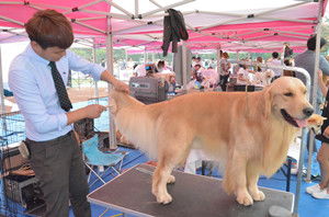 中国纯种犬职业超级联赛在我院成功举办
