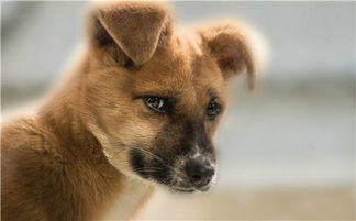 青岛规定每家限养1条狗 未即时清除犬粪可罚1000元 
