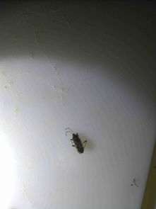 家里晚上会出现一些小黑虫子,不知道这是小黑虫子是不是蟑螂 