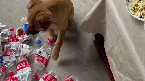 狗子每次出去,都要捡瓶子回来,它不会以为是靠它捡瓶子养活整个家的吧 