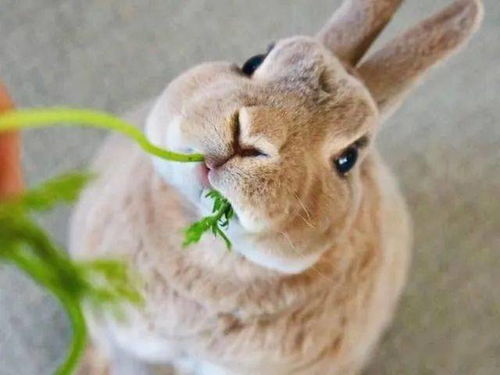 好看又好养的5种宠物兔,超适合新手饲养,哪一只是你的菜