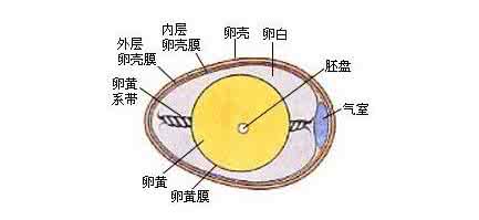 鸡蛋的结构是什么样的?