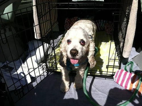 20岁的老寿星狗被主人赶出家门,嫌弃它是个老糊涂