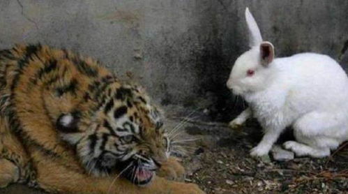 动物饲养员给老虎加餐,把兔子扔进笼子里,隔一天查看傻眼了