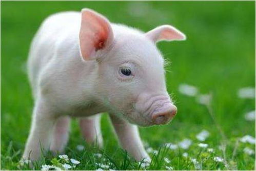 生肖猪 以下4个年份出生的 猪猪 天生上等命,看看你家有吗
