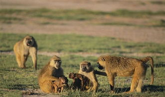 动物界最勇敢的母亲,母狒狒为救自己的孩子,孤身与鳄鱼搏斗