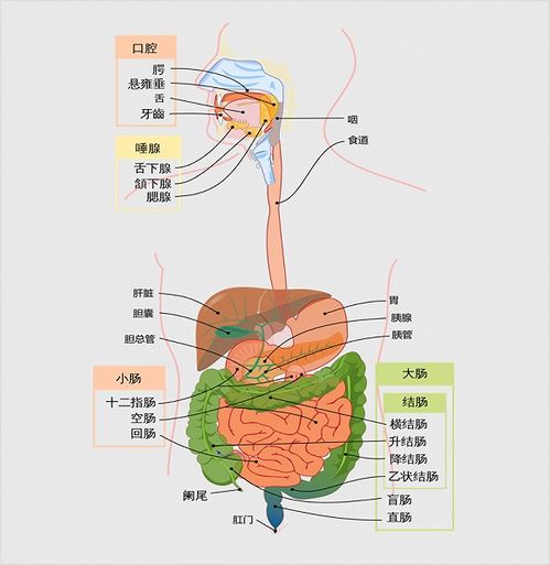 消化健康2.0时代,谁是撼动益生菌 益生元地位的新势力