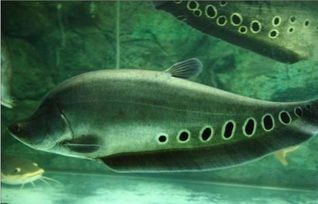 珠江刀鱼是什么鱼？