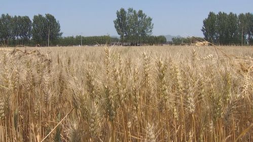 风吹麦浪 遵化9.67万亩冬小麦收割过半