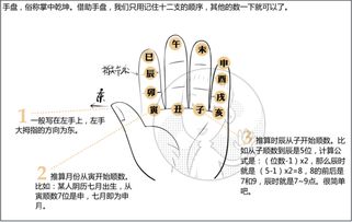 地支的阴阳属性及运行规则是什么