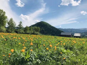 又是一年喀纳斯金莲花盛开季,相约金莲花谷 