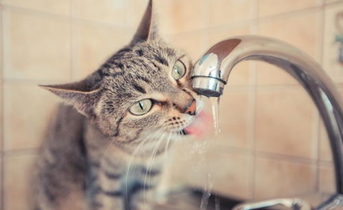 猫咪不能喝 生水 不是矫情,还跟这些原因有关,给爱猫喝开水