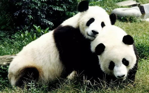我国野生大熊猫,会不会迁徙到其他国家 成为非我国特有物种