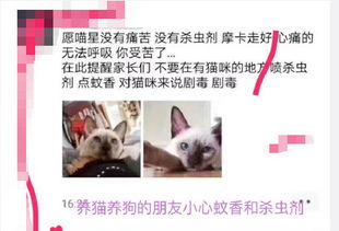 几乎所有驱蚊产品都会让猫中毒 3招助你安全度夏