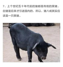 十个趣味冷知识,猪八戒其实是黑猪 