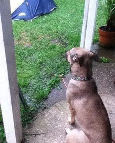 狗狗有多讨厌下雨天 看它们的表情就知道啦 