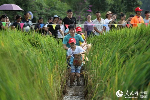 龙陵跑步*,2023龙陵·龙江第七届“稻花鱼节”游玩攻略