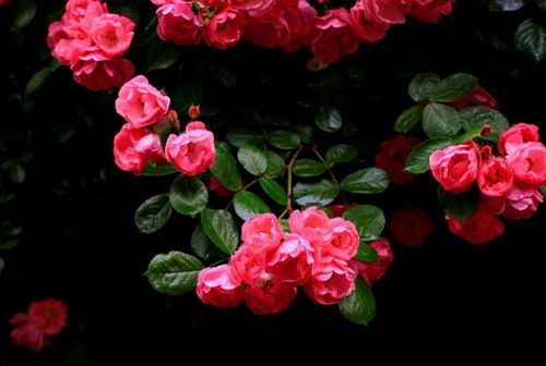 蔷薇花黑背景图片唯美 搜狗图片搜索