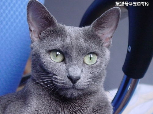 俄罗斯蓝猫 有着 短毛种之贵族 的美誉,并带有东方的韵味