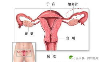 世界罕见,31岁妈妈居然怀上了 心肝宝贝 ,宝宝怀在心肝上