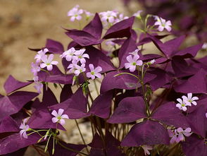酢浆草的盆栽养护方法,紫叶酢浆草怎么越冬？