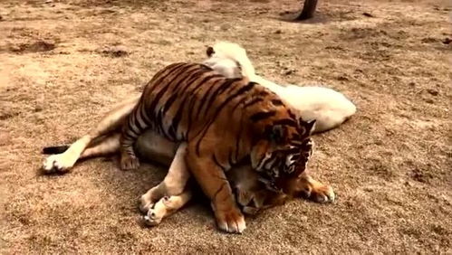 老虎与狮子的爱情 终于知道狮虎兽是怎么来的了 