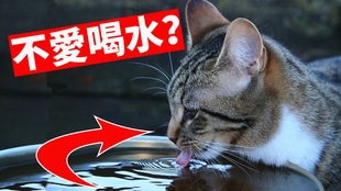 猫妈妈教小奶猫喝水