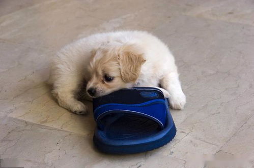 为什么狗狗那么喜欢咬鞋子 背后原因你究竟知多少 看完泪目