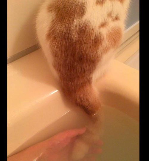 网友在浴缸泡澡时,猫总会把尾巴放进水里 怕你淹死放尾巴救你