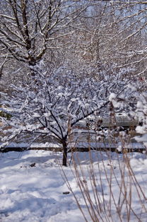 春雪贵如油