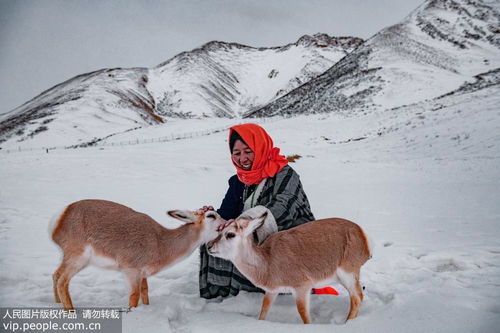 图片故事 藏族夫妇雪域高原安家救助野生动物 