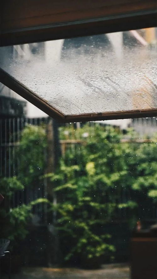 上面一个雨下面一个齐读什么字