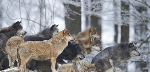 狼狗是狗和狼混血繁衍出来的吗 既然这样,狗和鬣狗能繁衍吗