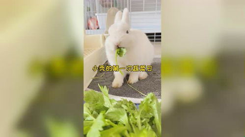小兔子第一次吃蔬菜