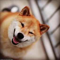 睡觉也不停止微笑的日本幸福柴犬 