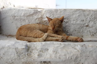 老张家的小猫窜稀记，窜稀小故事大全