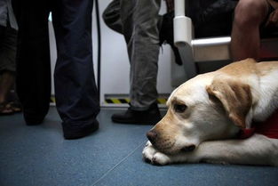 北京丢失导盲犬被送回 培训一只导盲犬要多少钱 