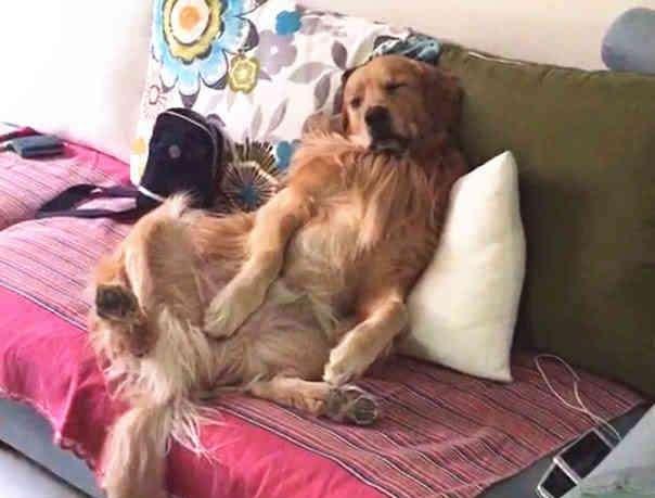 主人打扫房间看到自家狗狗,用大爷睡姿躺在沙发,露出自己的肚腩