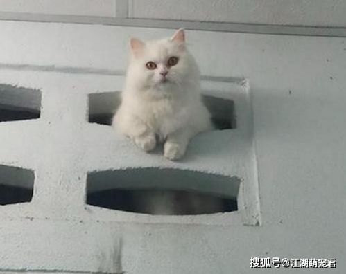 猫为什么喜欢跟主人上厕所,就不怕臭吗 原因让人意外