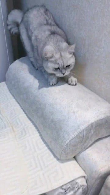 放着猫抓板不用,猫咪非要把沙发当猫抓板使,这猫还有救吗 