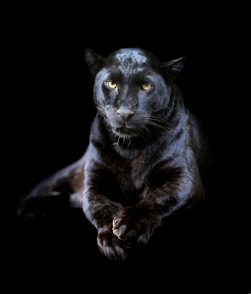 凶猛的黑豹动物高清图片
