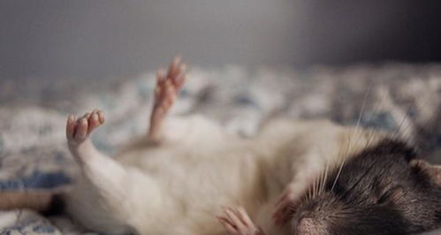 生肖命理 卯时出生的属鼠人,不同的性别分别有着怎样的命运呢