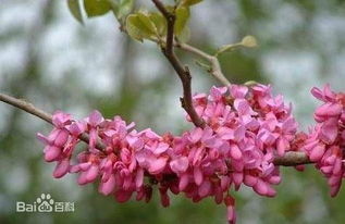 春天什么植物不长树叶就开紫色花 