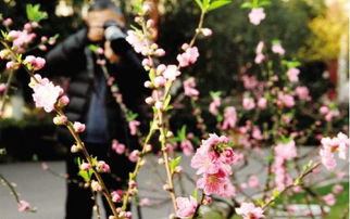 去植物园赏花寻浪漫春天 