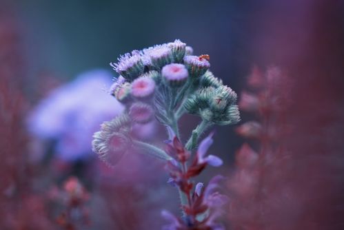 4月底,不愿亏欠,喜鹊报喜,桃花降临,3生肖执迷不悟,再续前缘 感情 